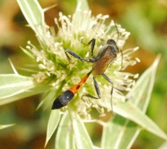 Ammophila sabulosa