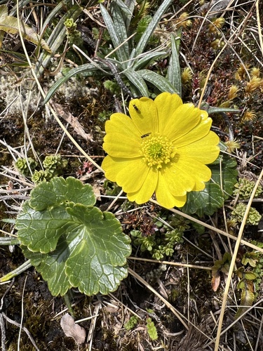 Image of Ranunculus nivicola by (c) Hannah Rogers, some rights reserved (CC BY)