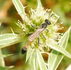 Ammophila sabulosa