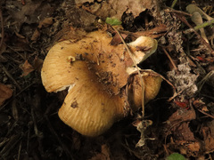 Russula insignis