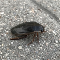 Dytiscus dimidiatus