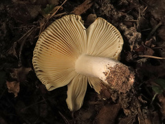 Russula insignis