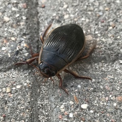 Dytiscus dimidiatus