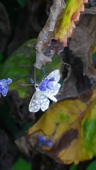 Lygropia rivulalis