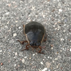 Dytiscus dimidiatus