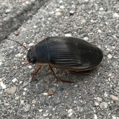 Dytiscus dimidiatus