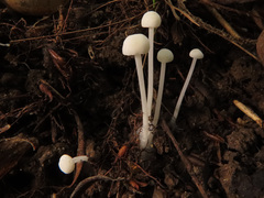 Hemimycena cucullata