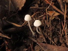 Hemimycena cucullata
