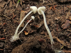 Hemimycena cucullata