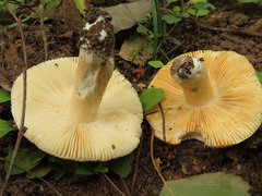 Russula risigallina