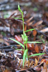 Pterostylis agathicola