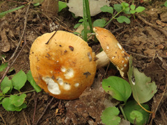 Russula risigallina