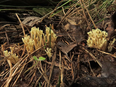 Phaeoclavulina curta