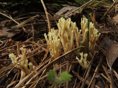 Phaeoclavulina curta