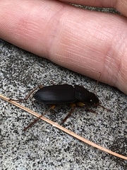 Harpalus
