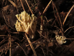 Phaeoclavulina curta
