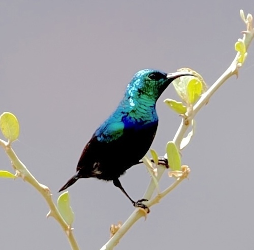 Tsavo Sunbird (Cinnyris tsavoensis), photo 4