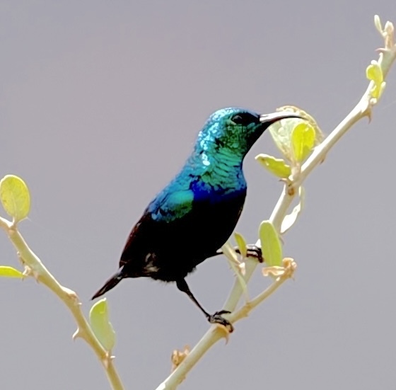 Tsavo Sunbird (Cinnyris tsavoensis), photo 9