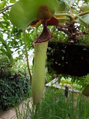 Nepenthes truncata