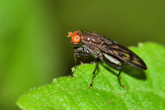 Suillia punctulata