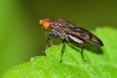 Suillia punctulata
