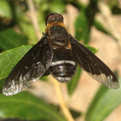Hemipenthes velutina