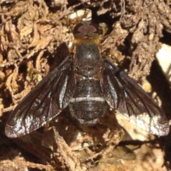 Hemipenthes velutina