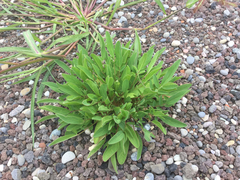 Anthyllis vulneraria