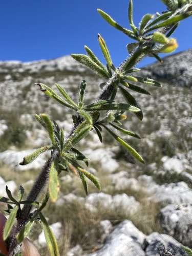 Image of Satureja cuneifolia by no rights reserved
