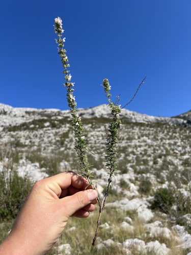 Image of Satureja cuneifolia by no rights reserved