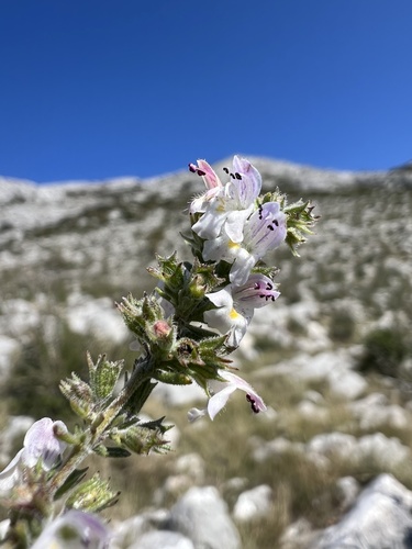 Image of Satureja cuneifolia by no rights reserved