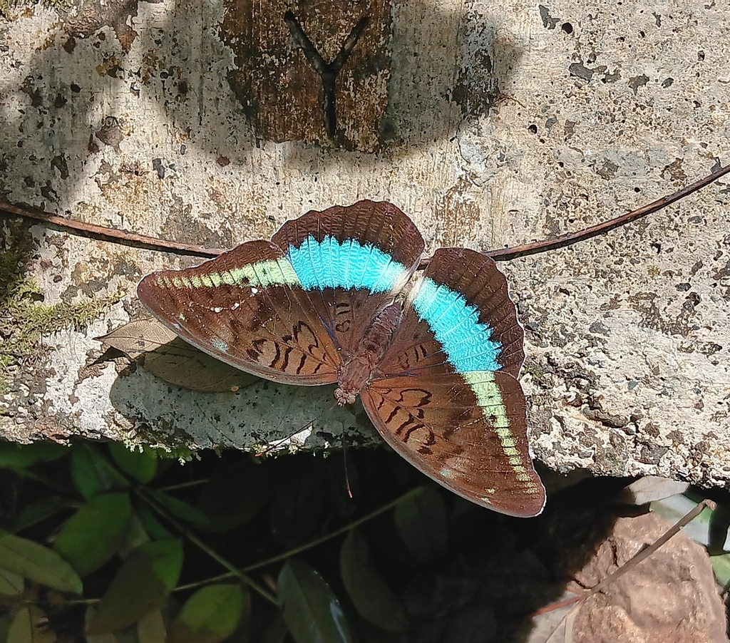 Tanaecia calliphorus