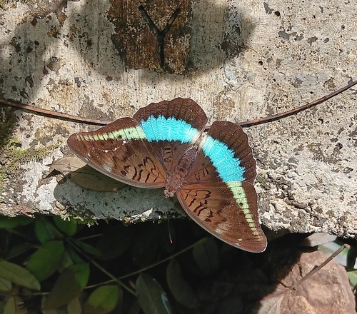 Tanaecia calliphorus