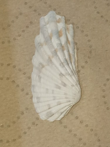 Carditamera radiata observed 2024-11-02