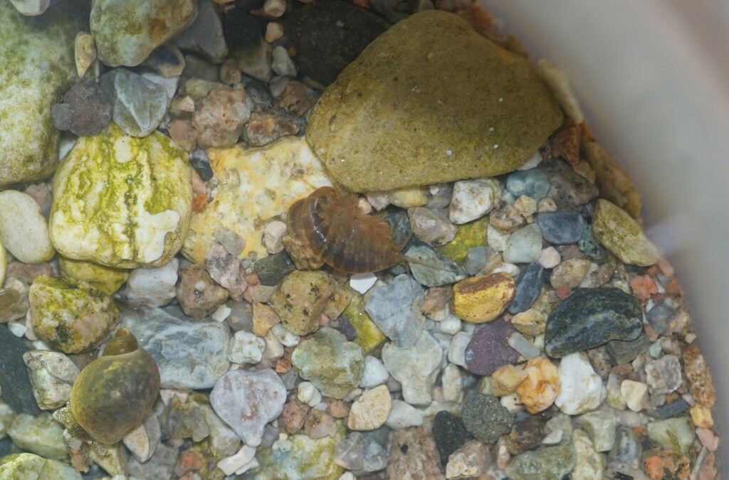 Gammarus nekkensis