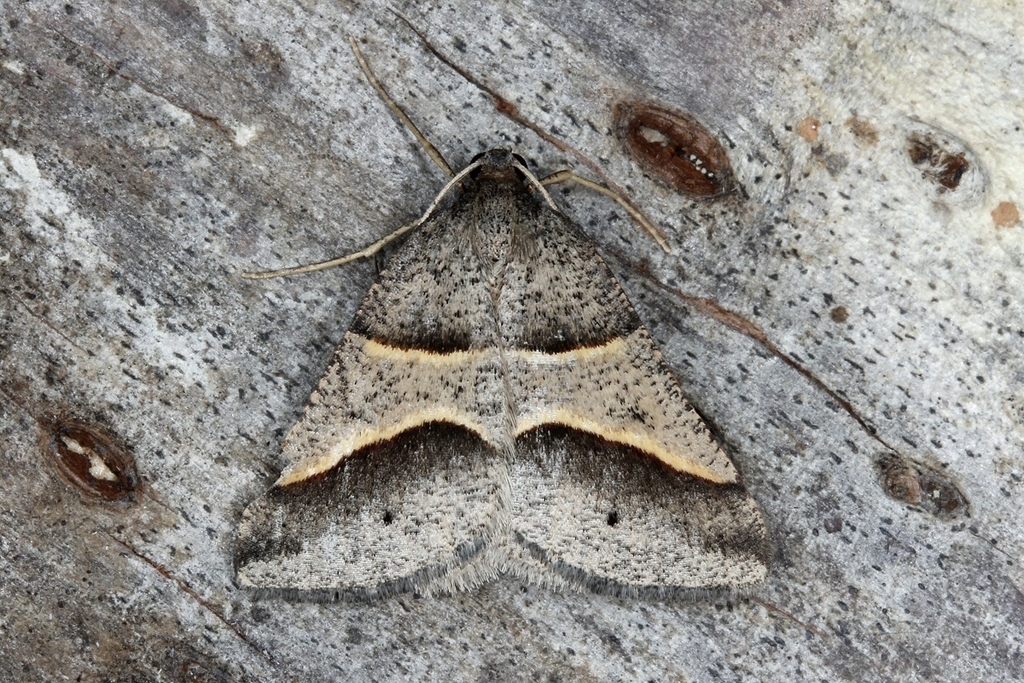 Perigune convergata
