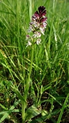 Neotinea ustulata ustulata