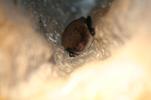 Myotis daubentonii