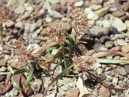 Twinleaf onion (Allium anceps)