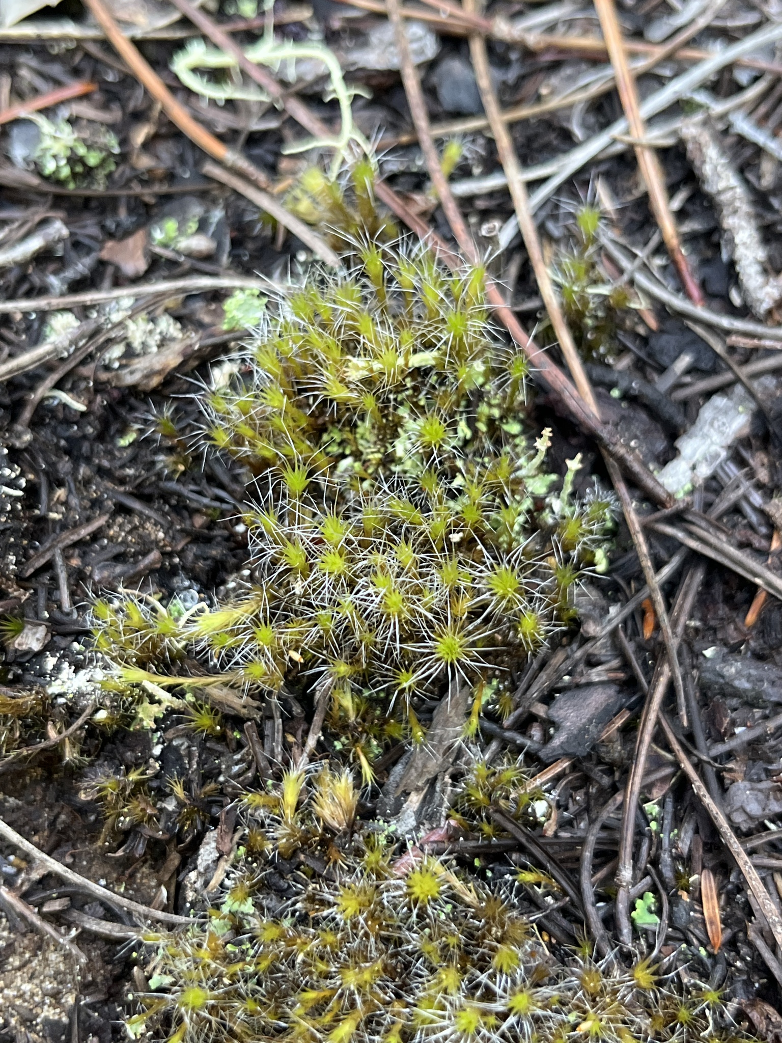 Campylopus introflexus