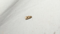 Archips mortuana