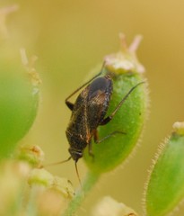 Lepidargyrus ancorifer