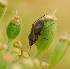 Lepidargyrus ancorifer