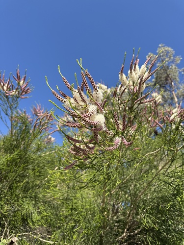 Image of Melaleuca huegelii by (c) Cait, some rights reserved (CC BY)