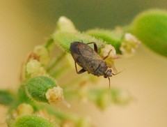 Lepidargyrus ancorifer