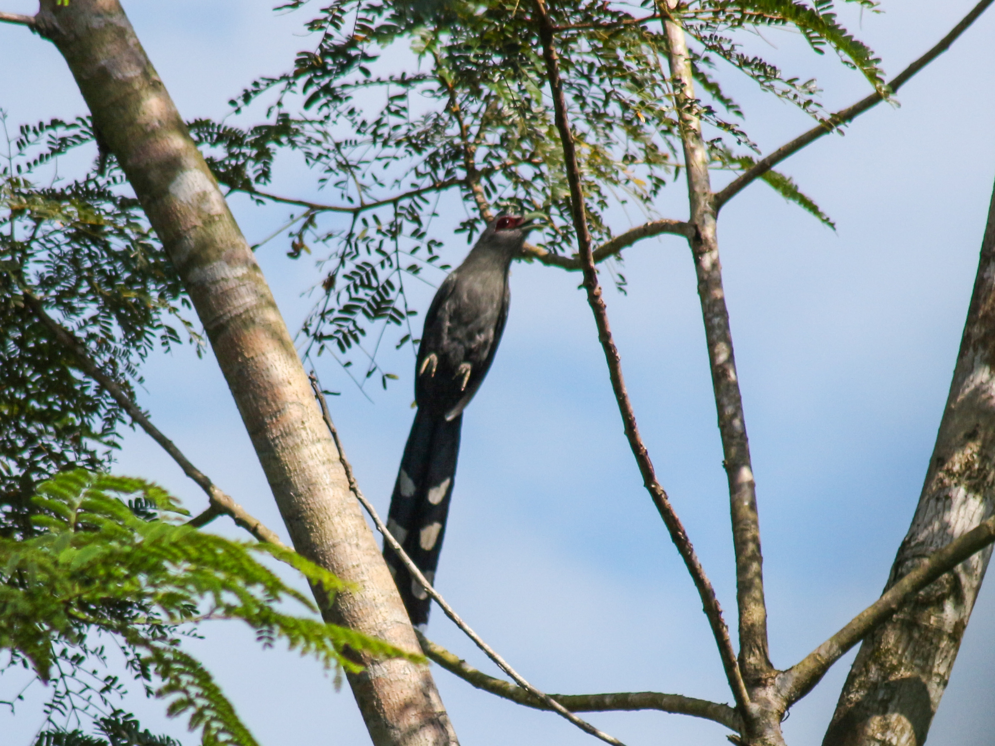 Green-billed Malkoha (Phaenicophaeus tristis)