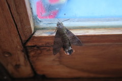 Macroglossum corythus