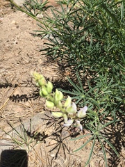 Lupinus hyacinthinus