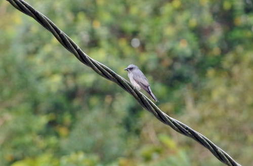 Coracina larutensis