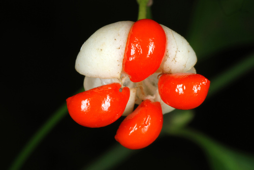 Euonymus fortunei iNat (1)